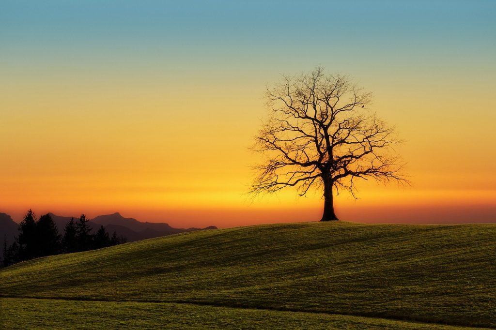 Tree sunset nature