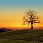 Tree sunset nature